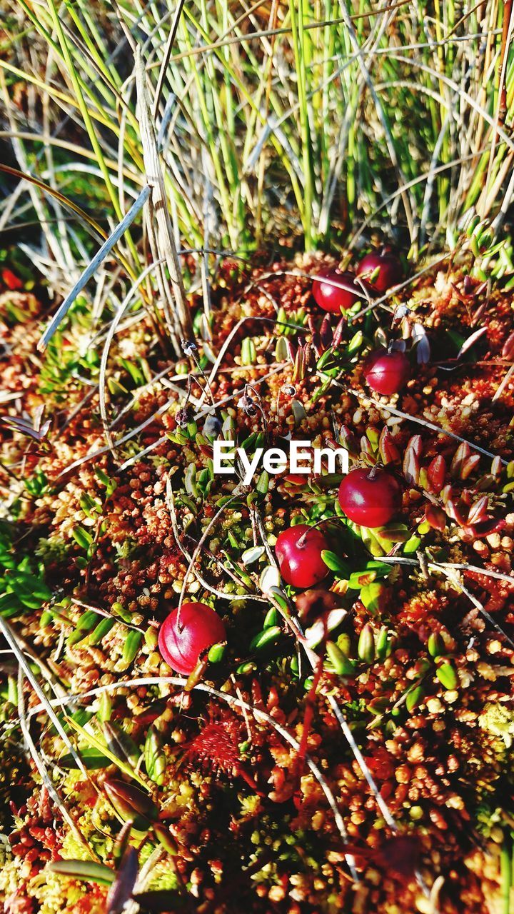 HIGH ANGLE VIEW OF FRESH PLANTS ON FIELD