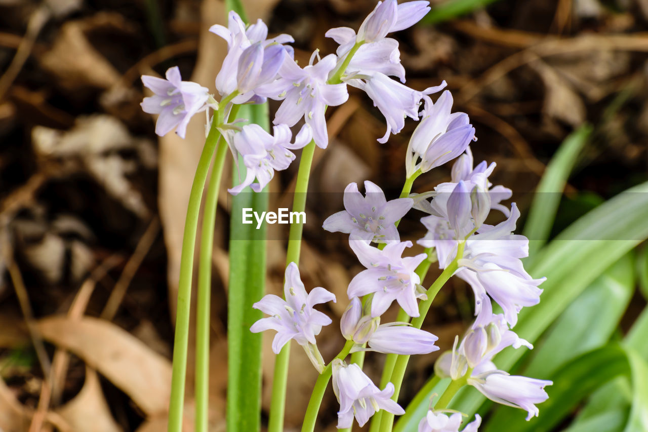 Close-up of purple flowers blooming outdoors