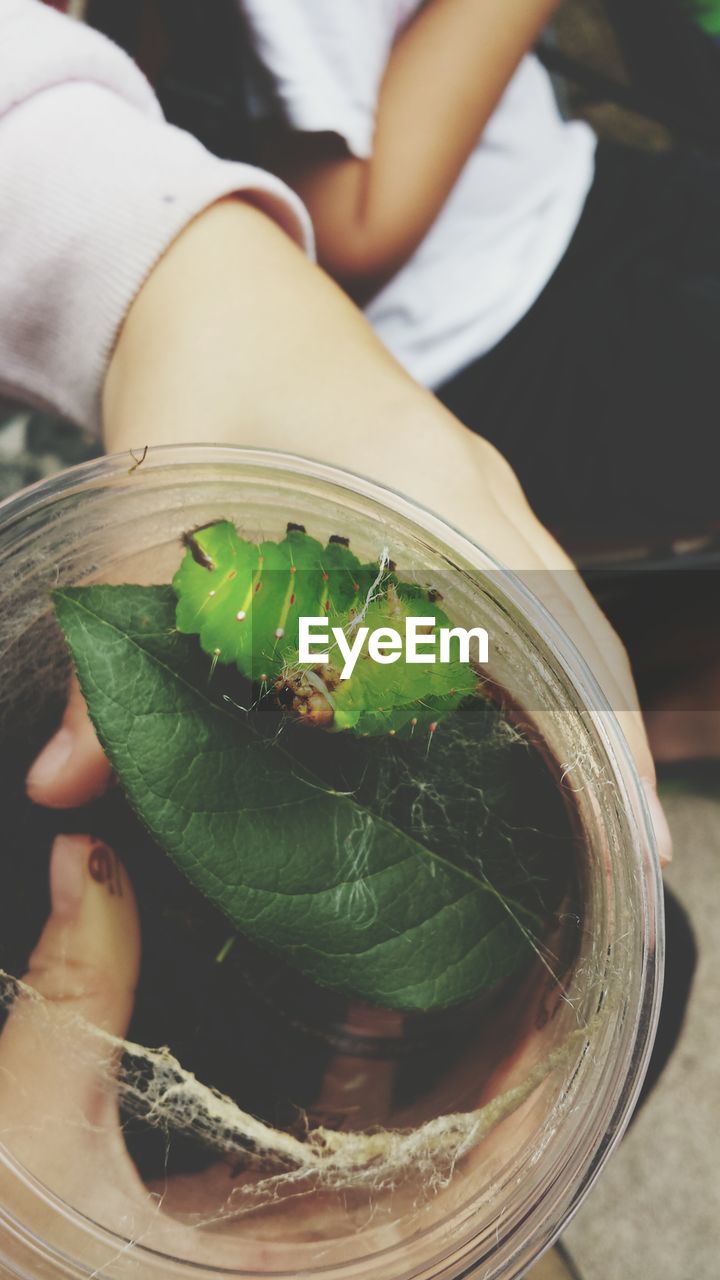 Cropped image of hand holding potted plant