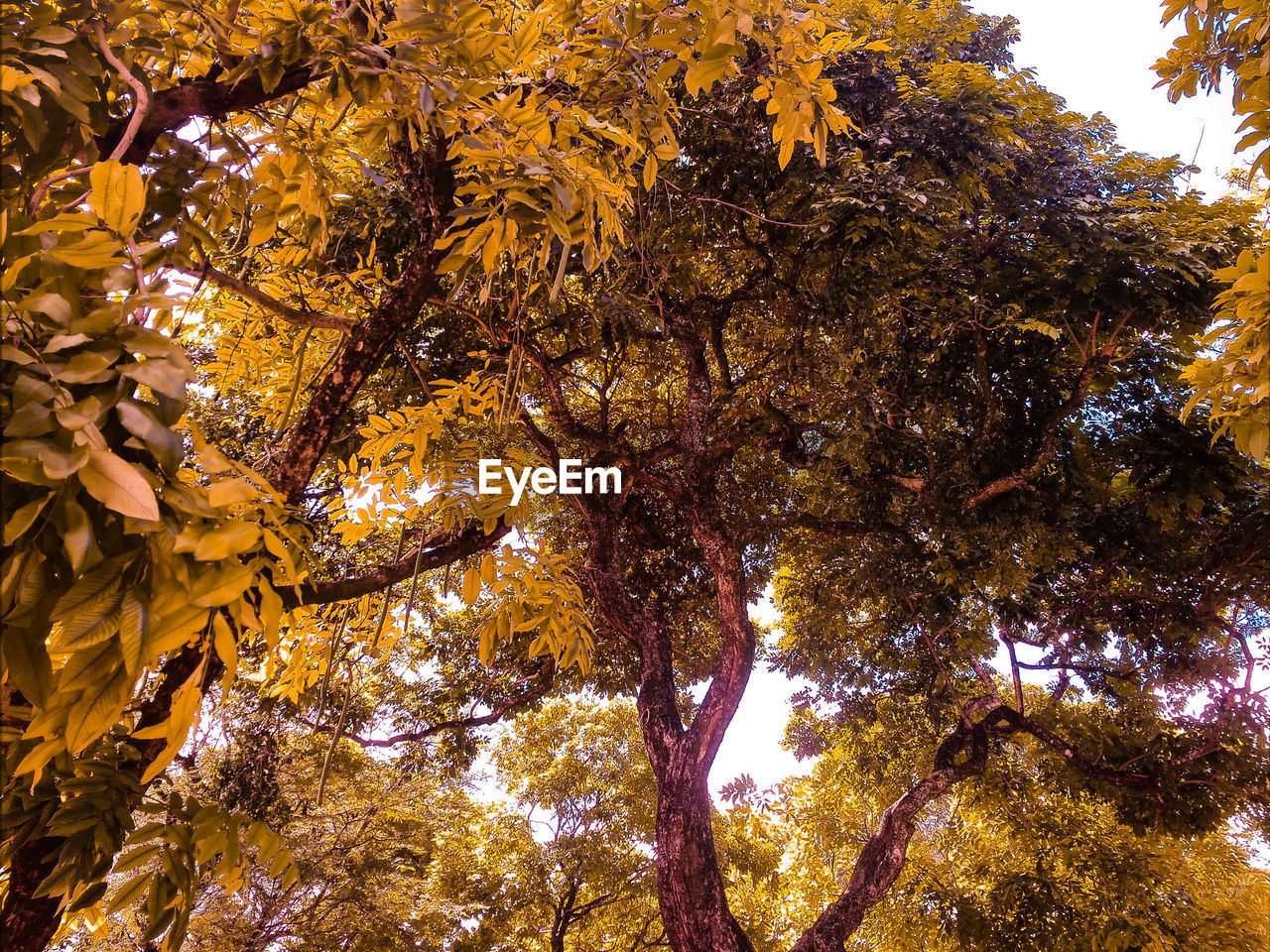 LOW ANGLE VIEW OF TREE