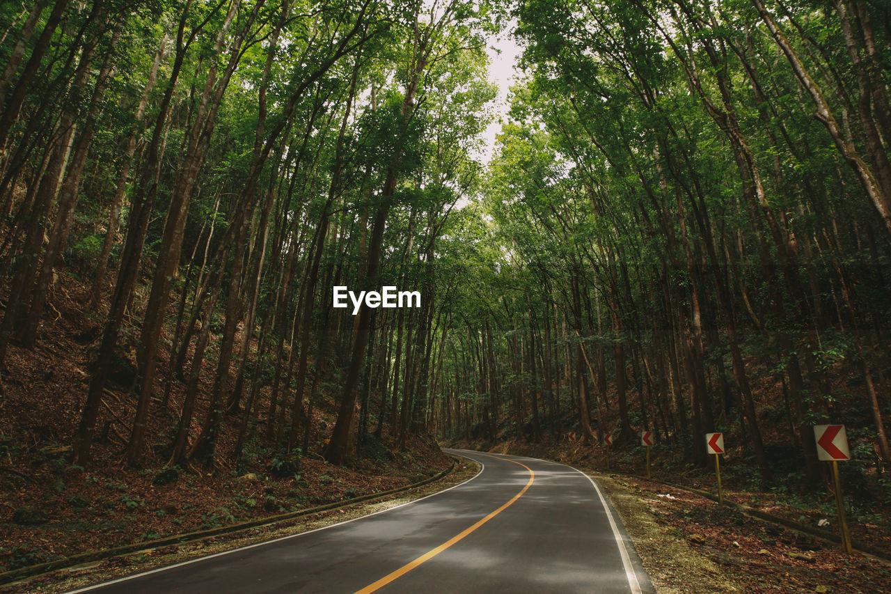 Empty road amidst trees