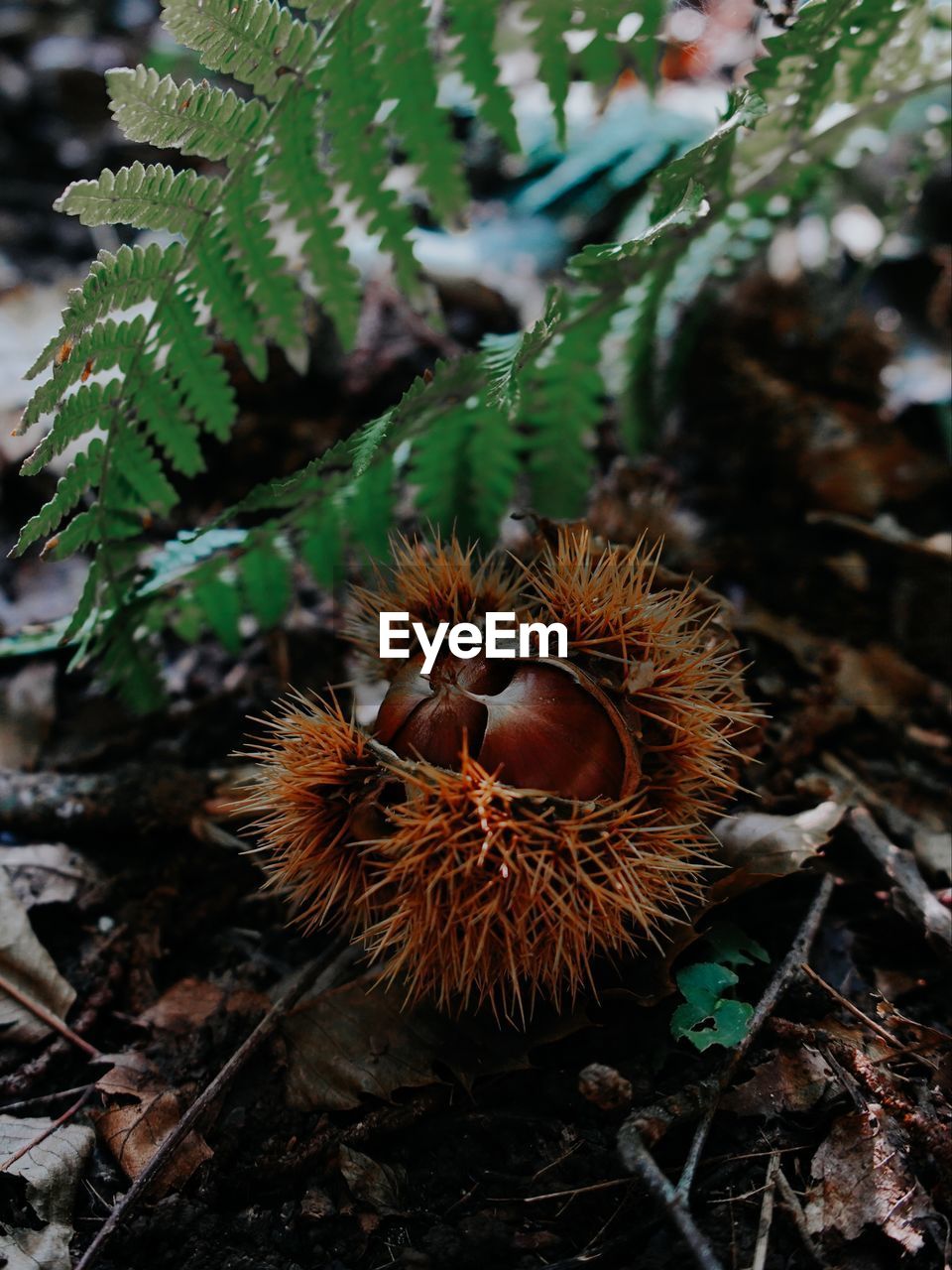 High angle view of dried plant on field