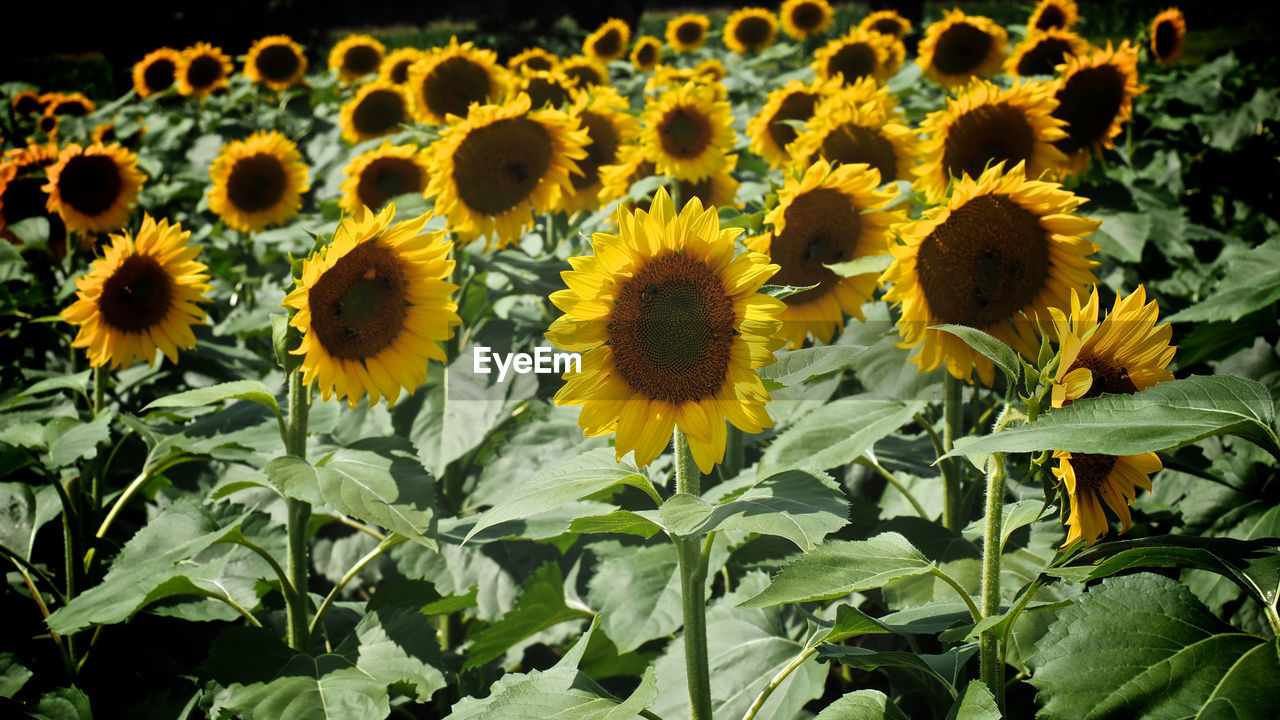 Sunflowers blooming on field