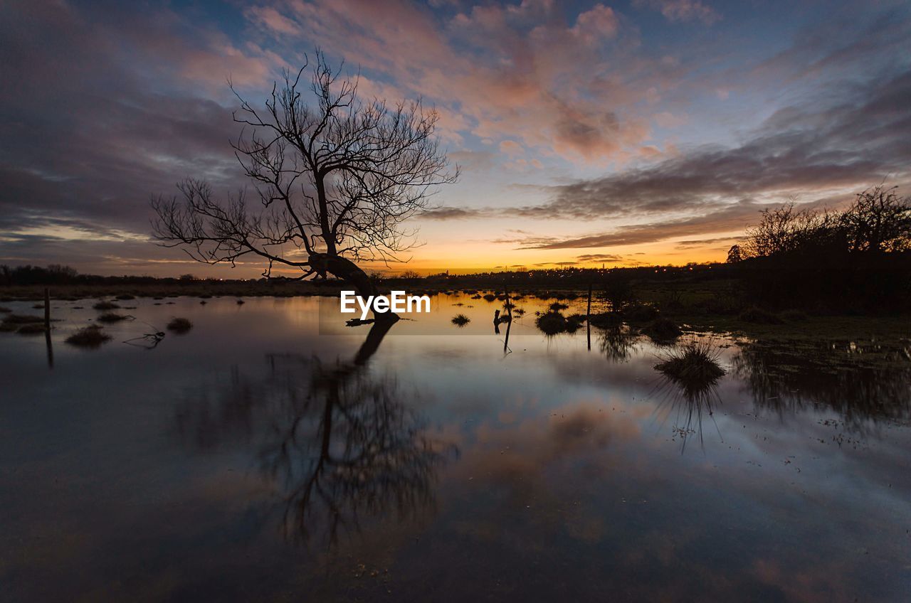 Bare tree in during sunset