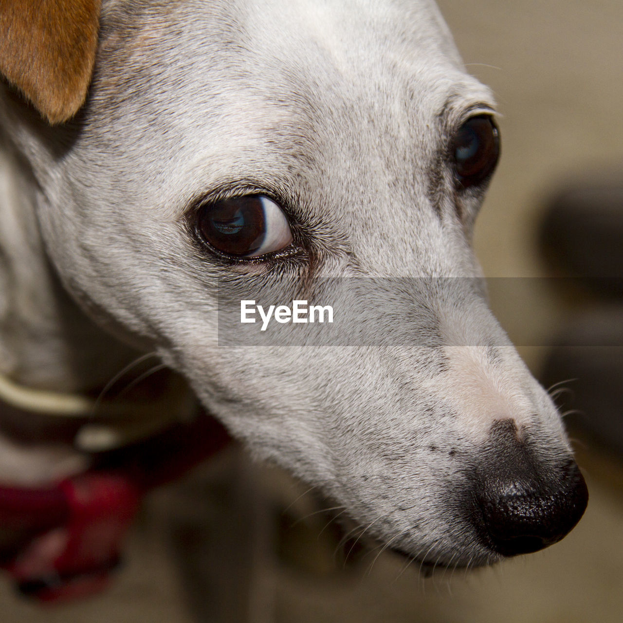 CLOSE-UP PORTRAIT OF DOG LOOKING AWAY