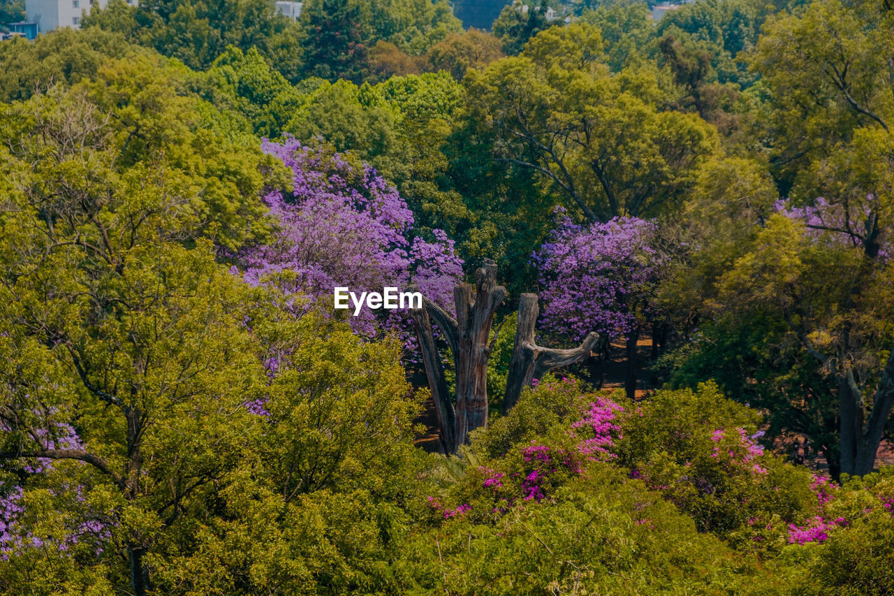 View of flowering plants and trees