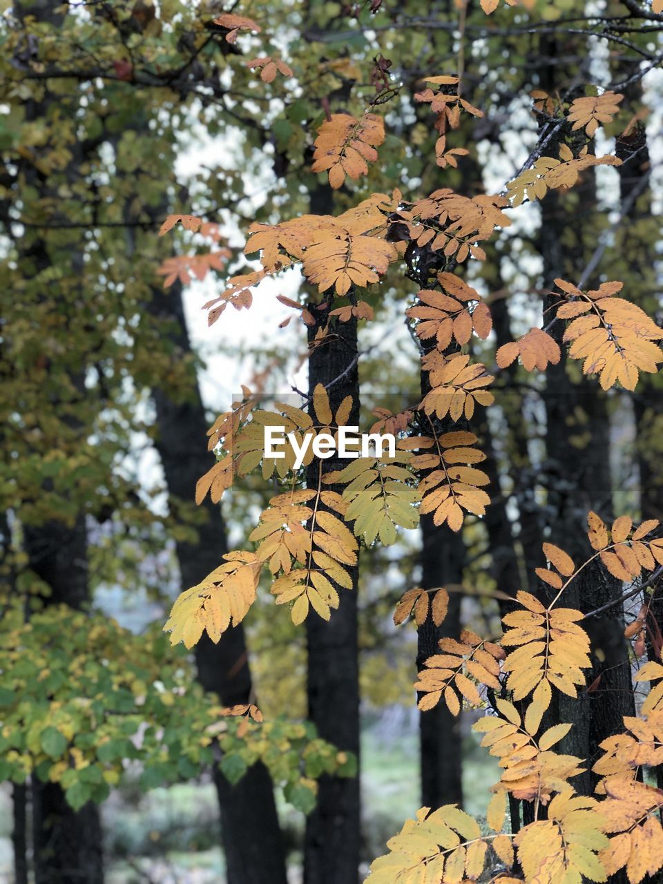 Close-up of autumn leaves on cherry tree