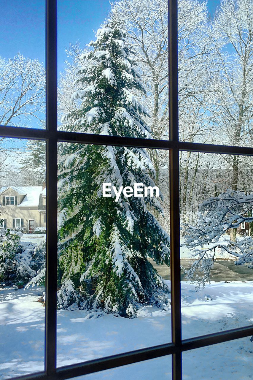 VIEW OF SNOW COVERED TREES