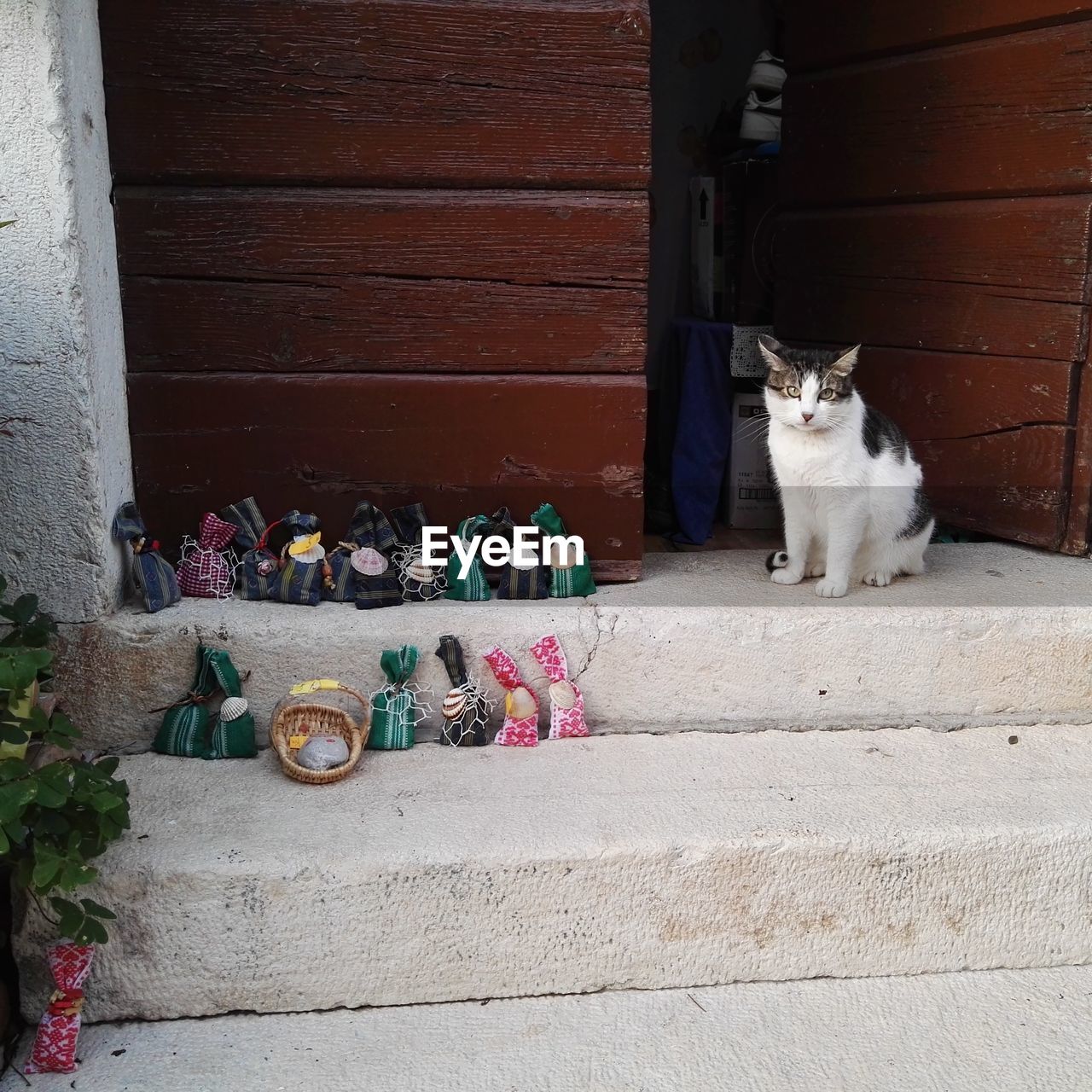 Cat in doorway