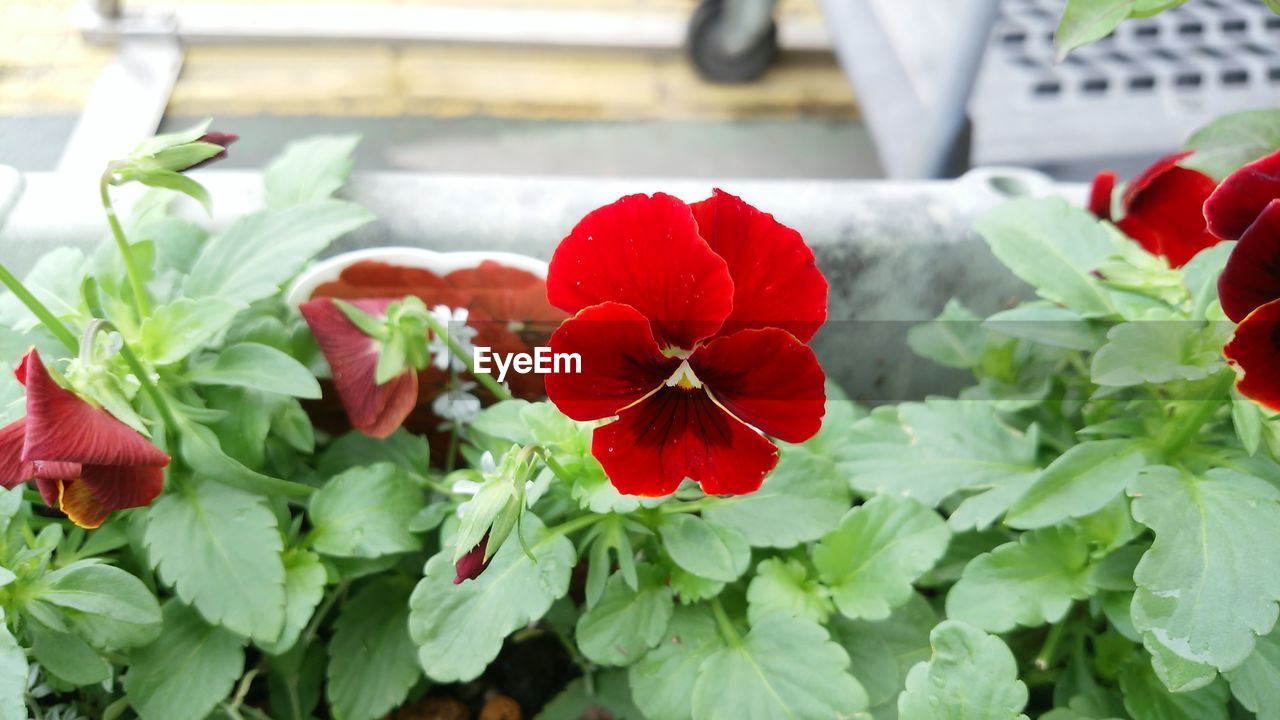 CLOSE-UP OF RED HIBISCUS