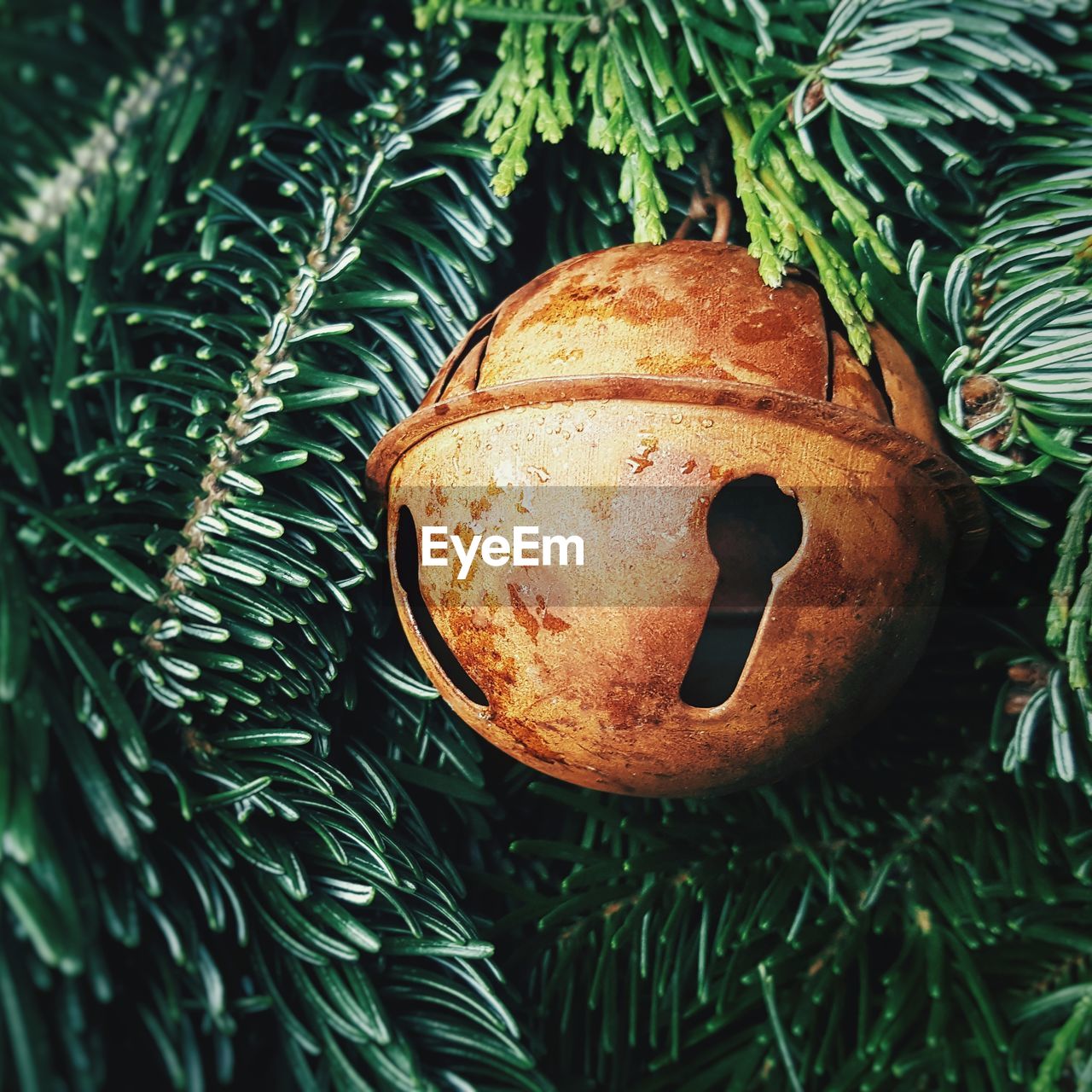 CLOSE-UP OF CHRISTMAS TREE ON PLANT IN PARK