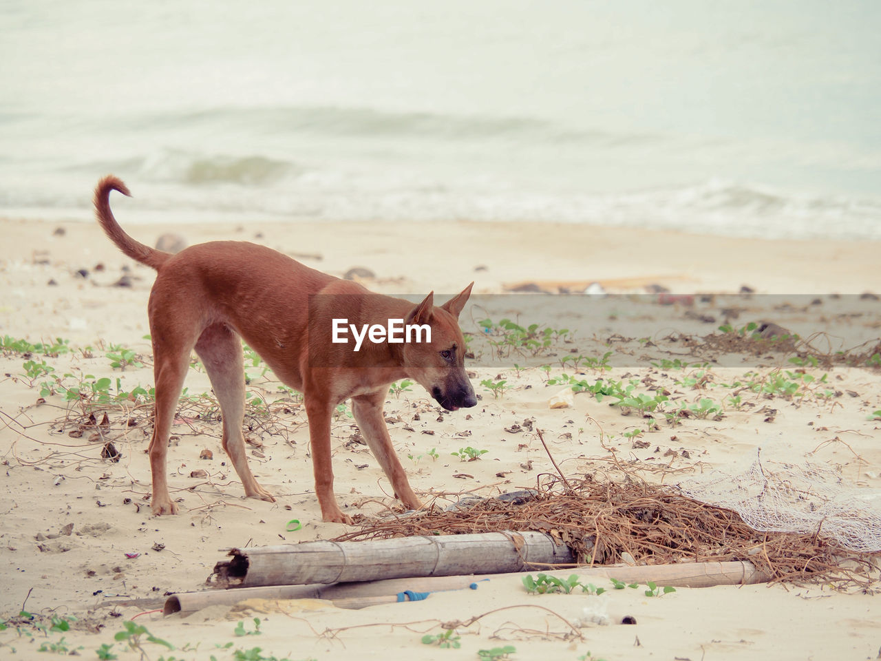 Side view of a dog on beach