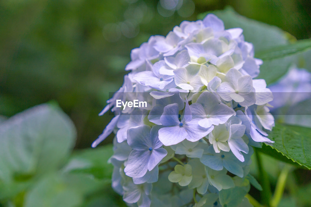 Close-up of purple hydrangea flowers