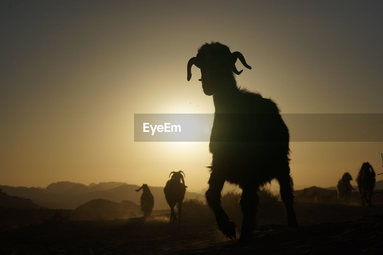 Silhouette of a sheep against clear sky at sunset