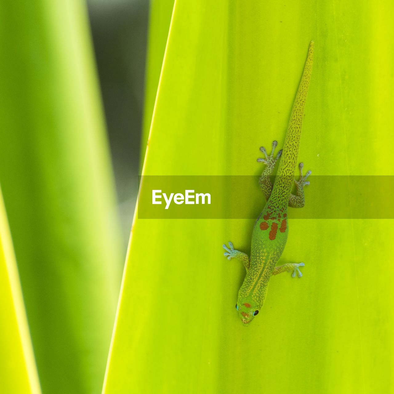 Close-up of lizard on leaf