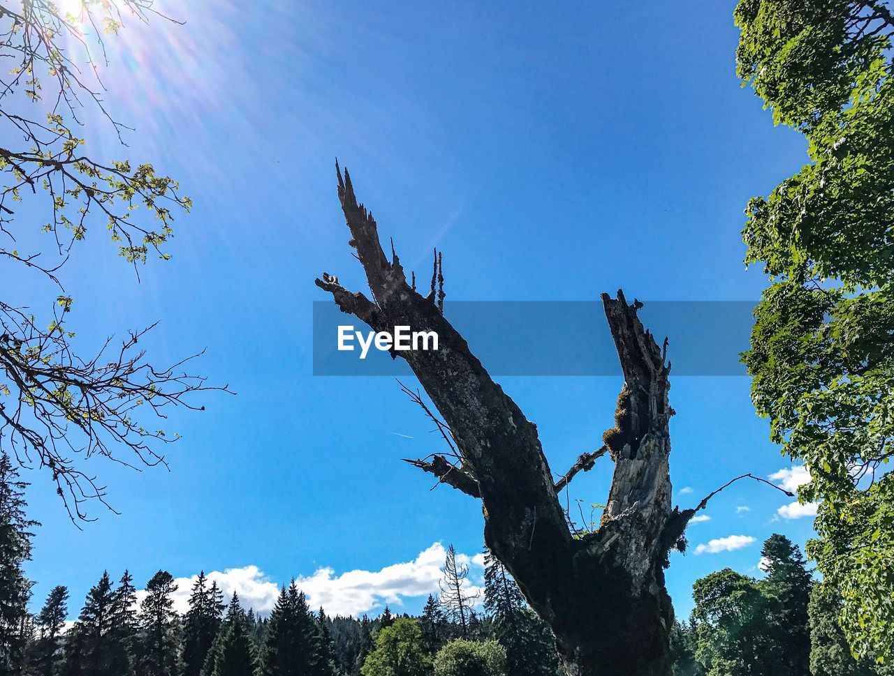 LOW ANGLE VIEW OF TREES AGAINST SKY