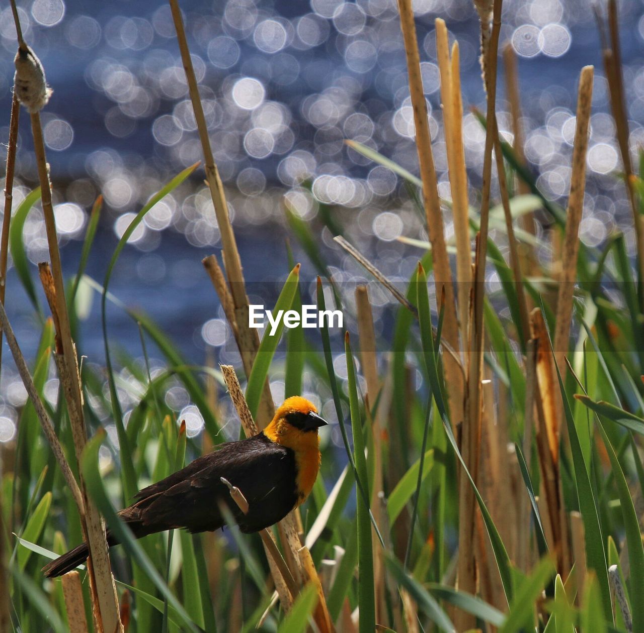 BIRD PERCHING ON A GRASS