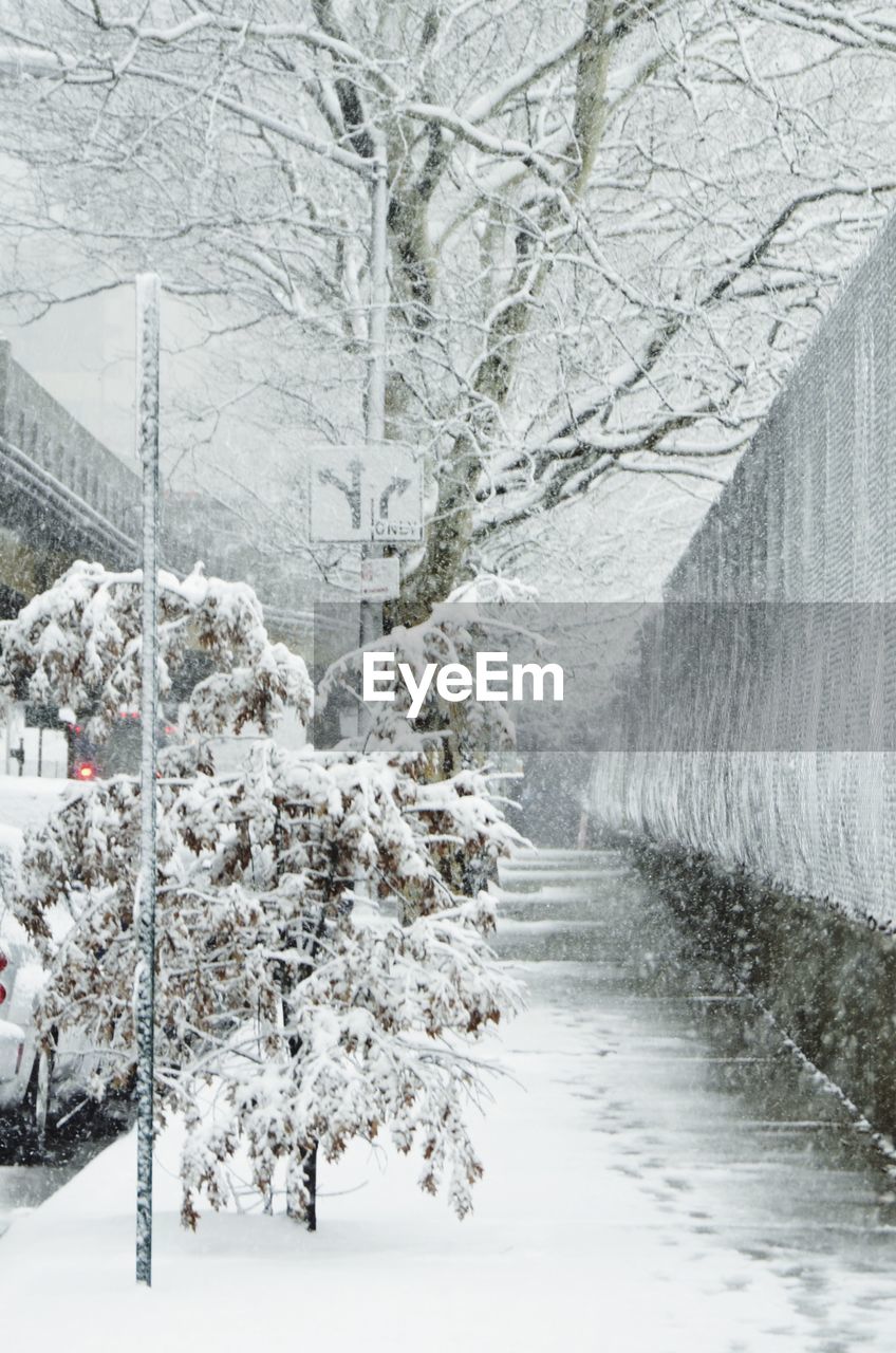 Frozen trees by street during snowfall