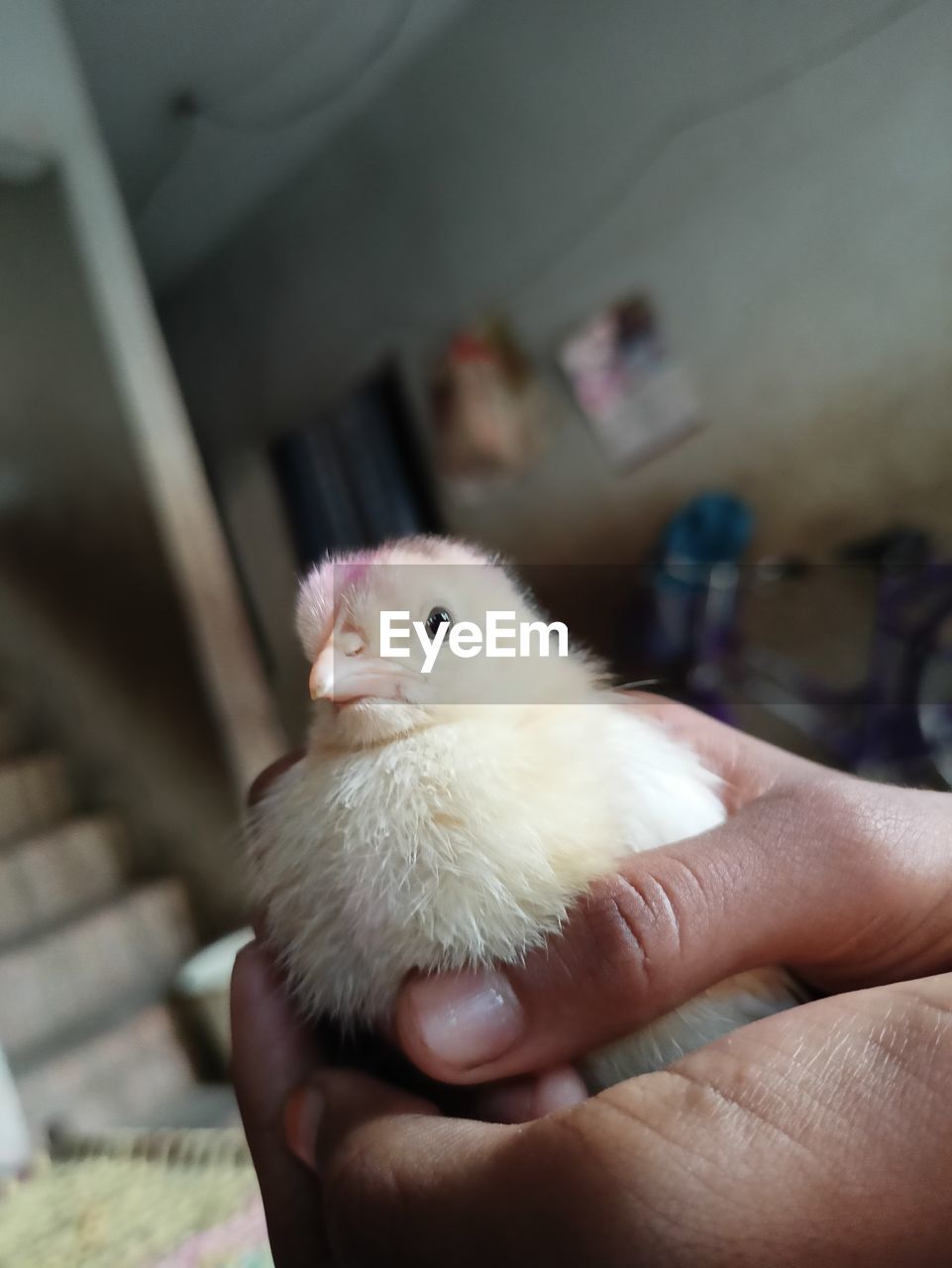 CLOSE-UP OF HAND HOLDING YOUNG BIRD