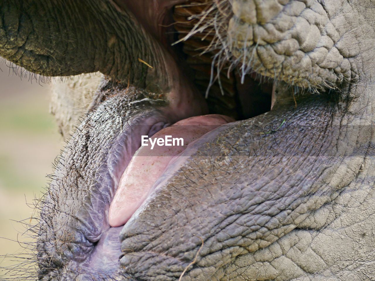 CLOSE-UP OF ELEPHANT IN A ANIMAL