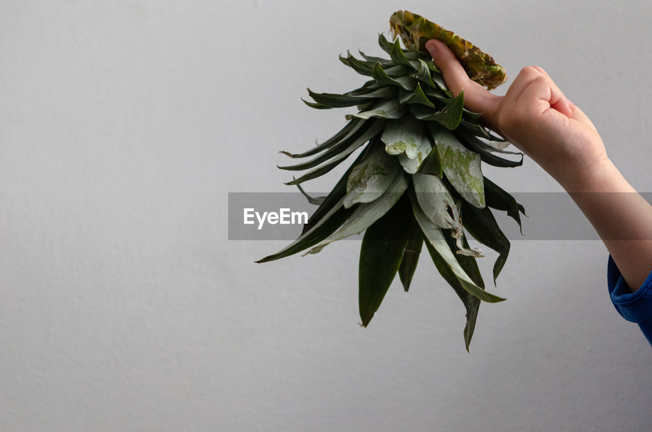 green, hand, one person, plant, flower, indoors, leaf, holding, freshness, food, nature, food and drink, copy space, studio shot, plant part, wellbeing, healthy eating, art, floristry, lifestyles, gray background, women, adult, close-up