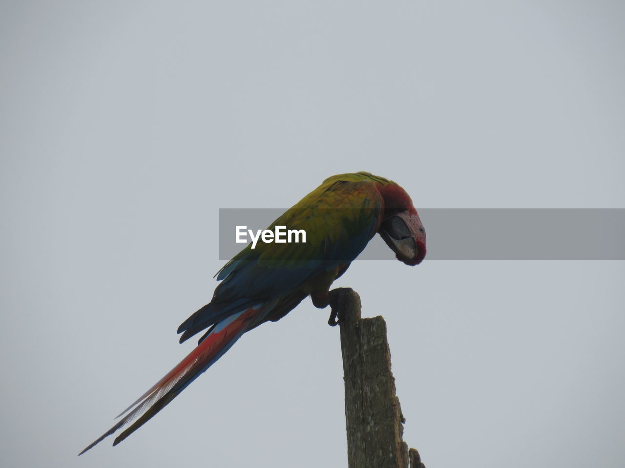 BIRD PERCHING ON WOODEN POST AGAINST SKY