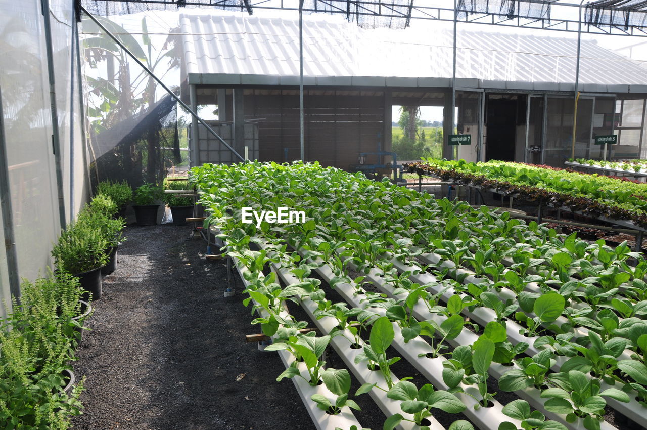 POTTED PLANTS AT GREENHOUSE