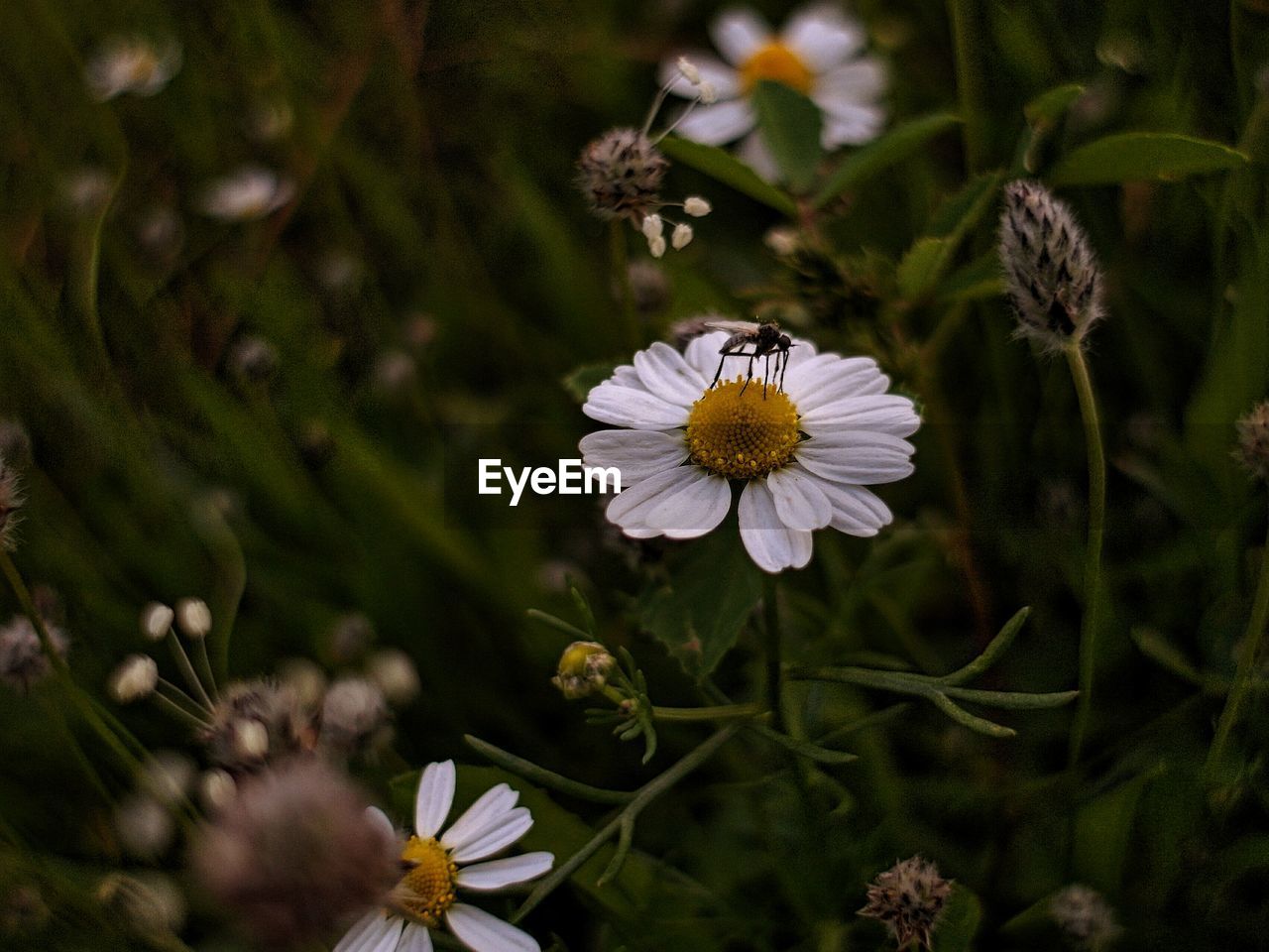 Close-up of insect on white flower