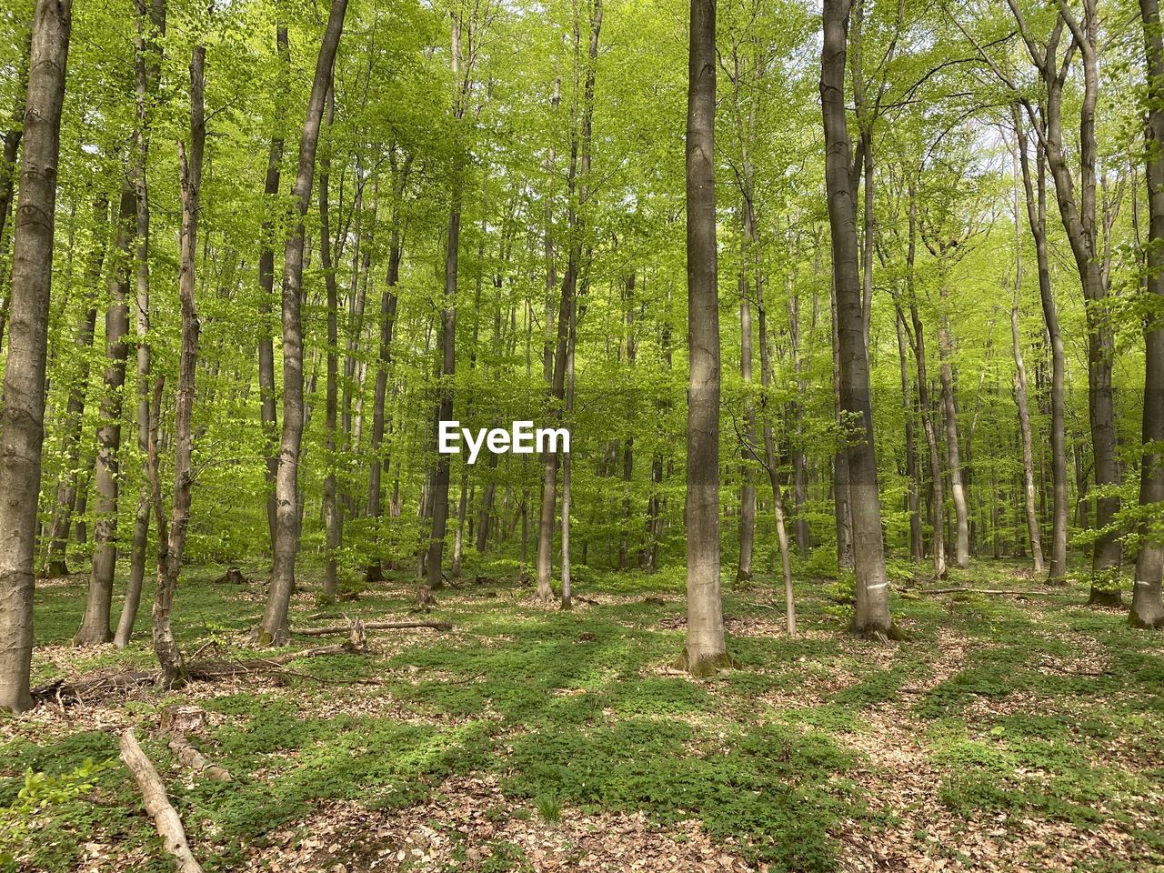 Trees growing in forest