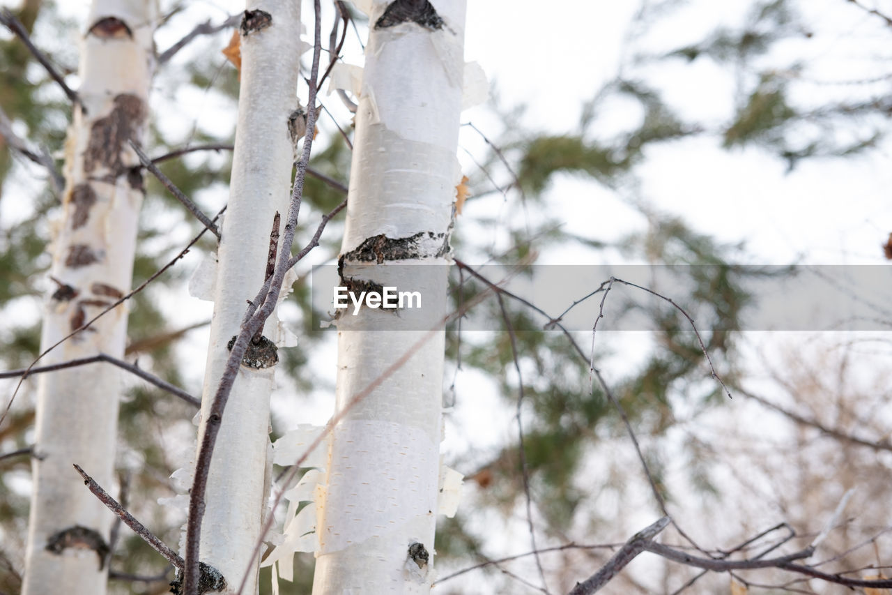 Dry birch bark, copy space