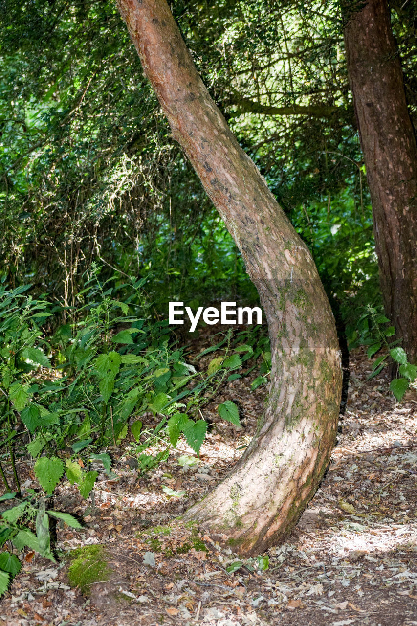 CLOSE-UP OF TREES IN FOREST