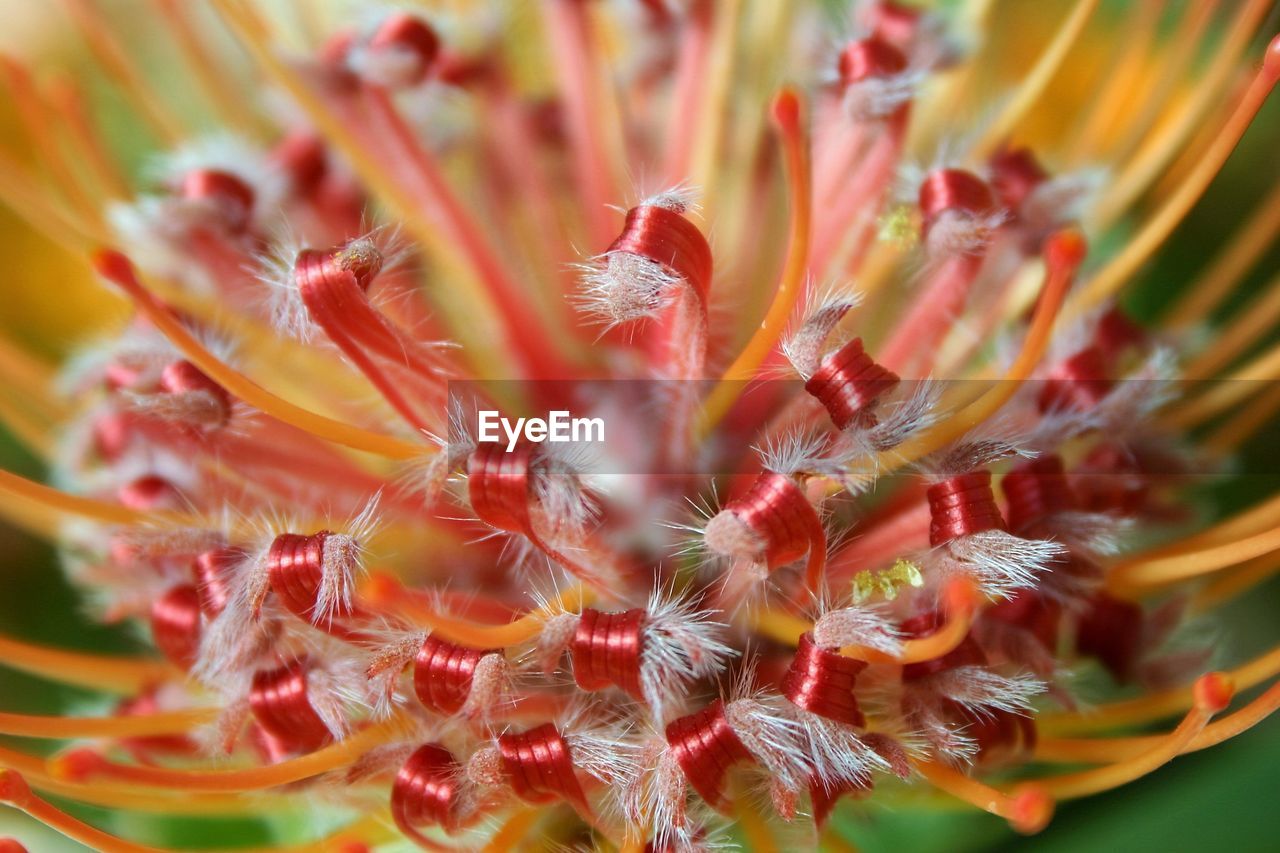 Full frame shot of red flower