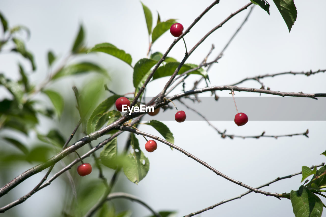 RED BERRIES ON BRANCH