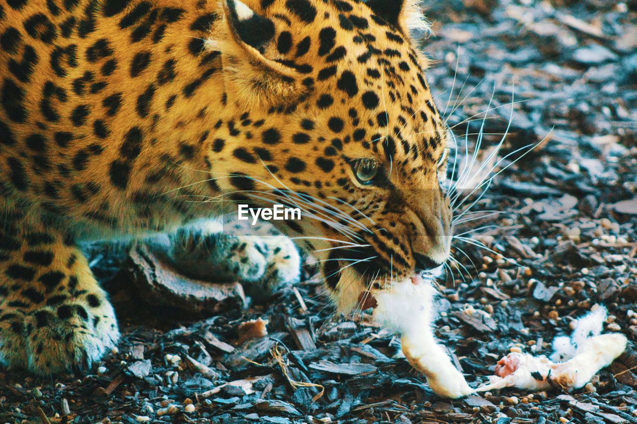 View of eating leopard on field