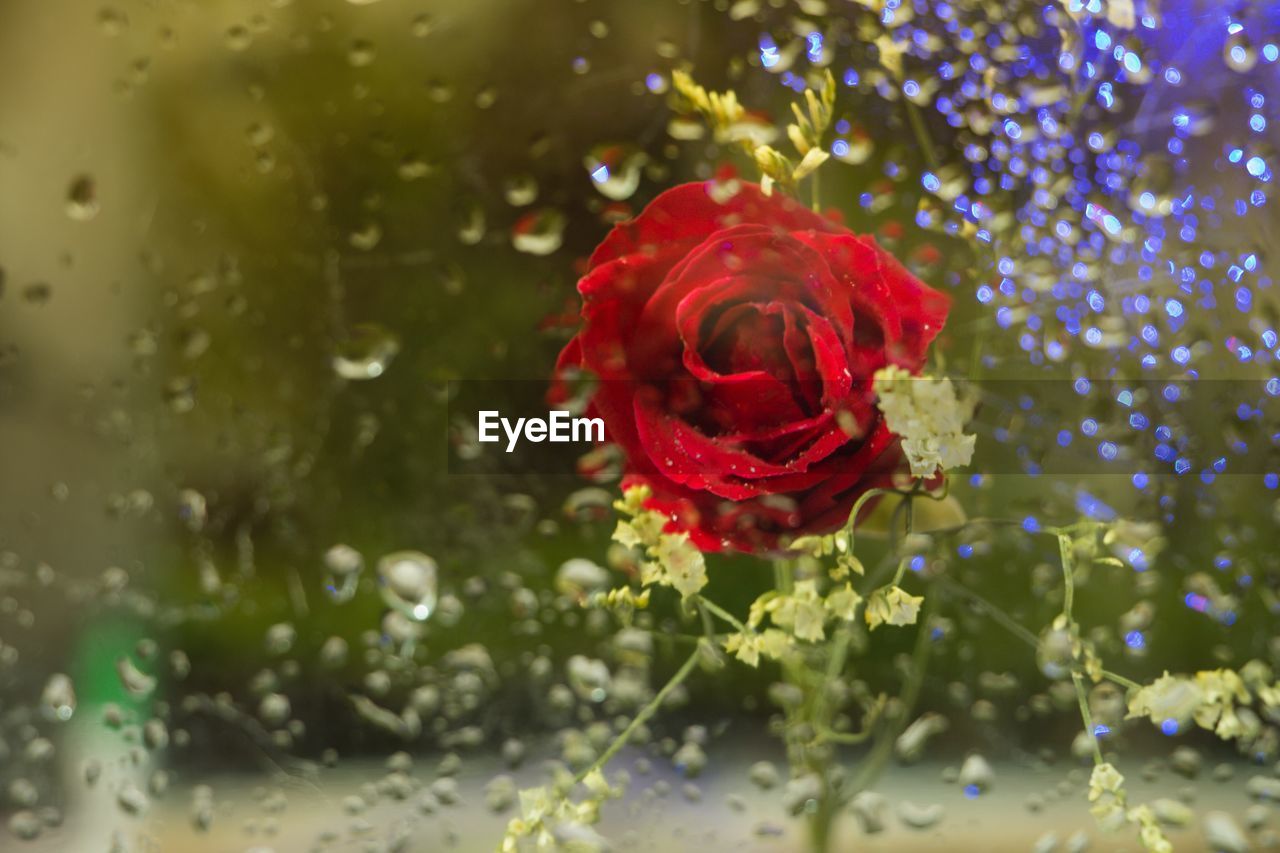 Close-up of red rose blooming outdoors