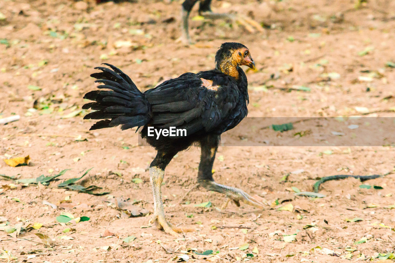 animal, animal themes, bird, one animal, chicken, animal wildlife, beak, domestic animals, livestock, wildlife, nature, no people, full length, outdoors, mammal, day, black, land, side view, rooster, fowl