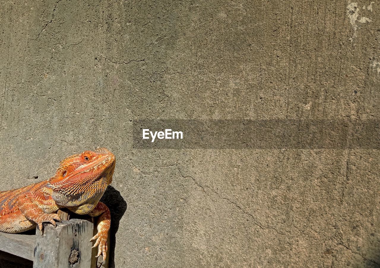 High angle view of a lizard on land