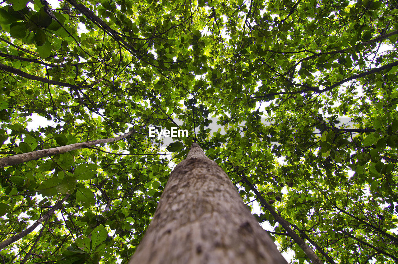 Low angle view of tree against sky