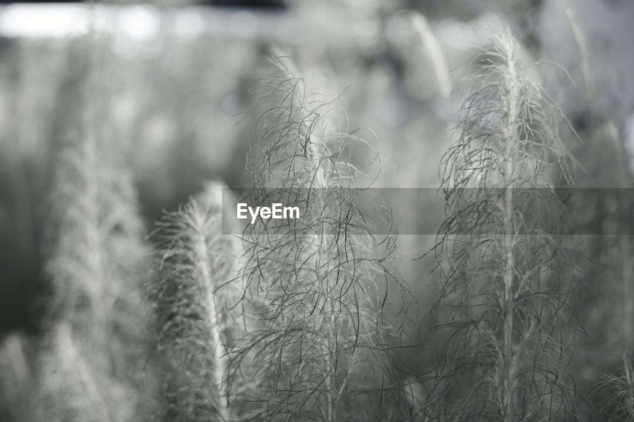 Close-up of grass on field