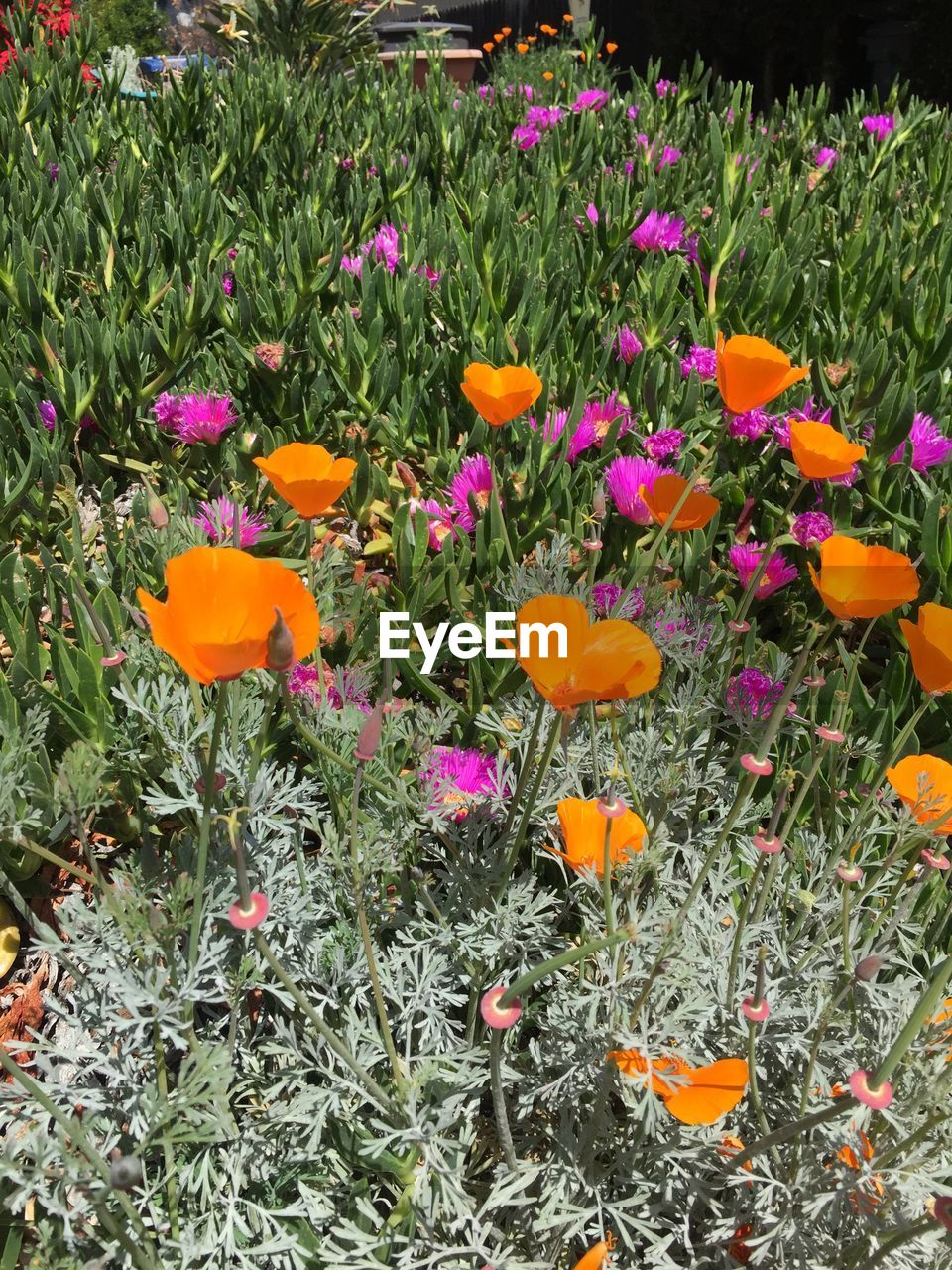 FLOWERS BLOOMING IN FIELD