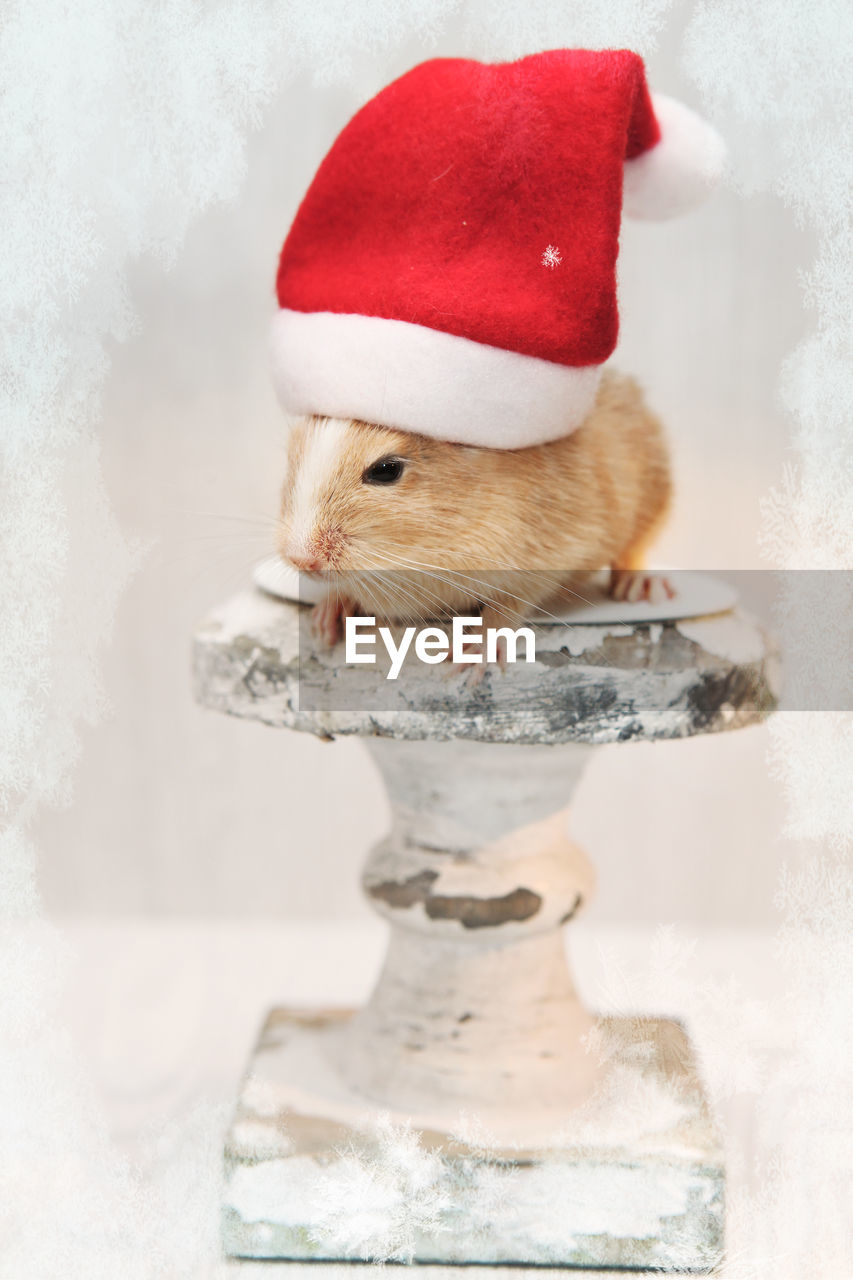 Close-up of hamster in santa hat
