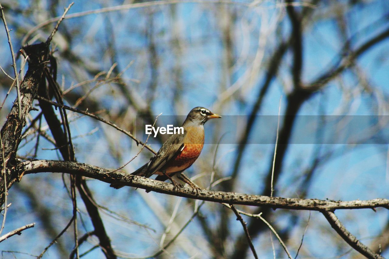 LOW ANGLE VIEW OF BIRD ON BRANCH