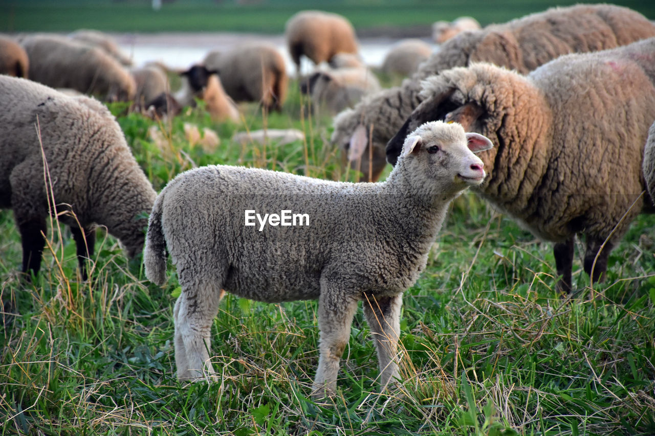 HERD OF SHEEP IN FARM