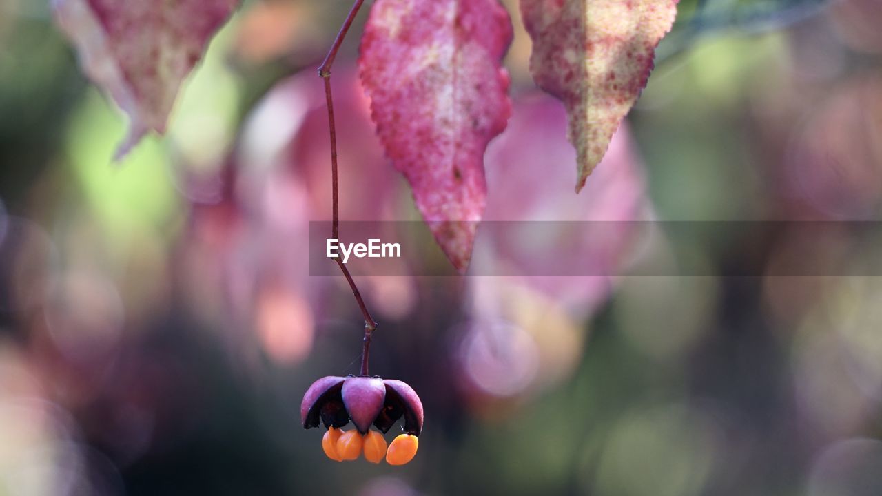 CLOSE-UP OF PINK FLOWERING PLANT HANGING