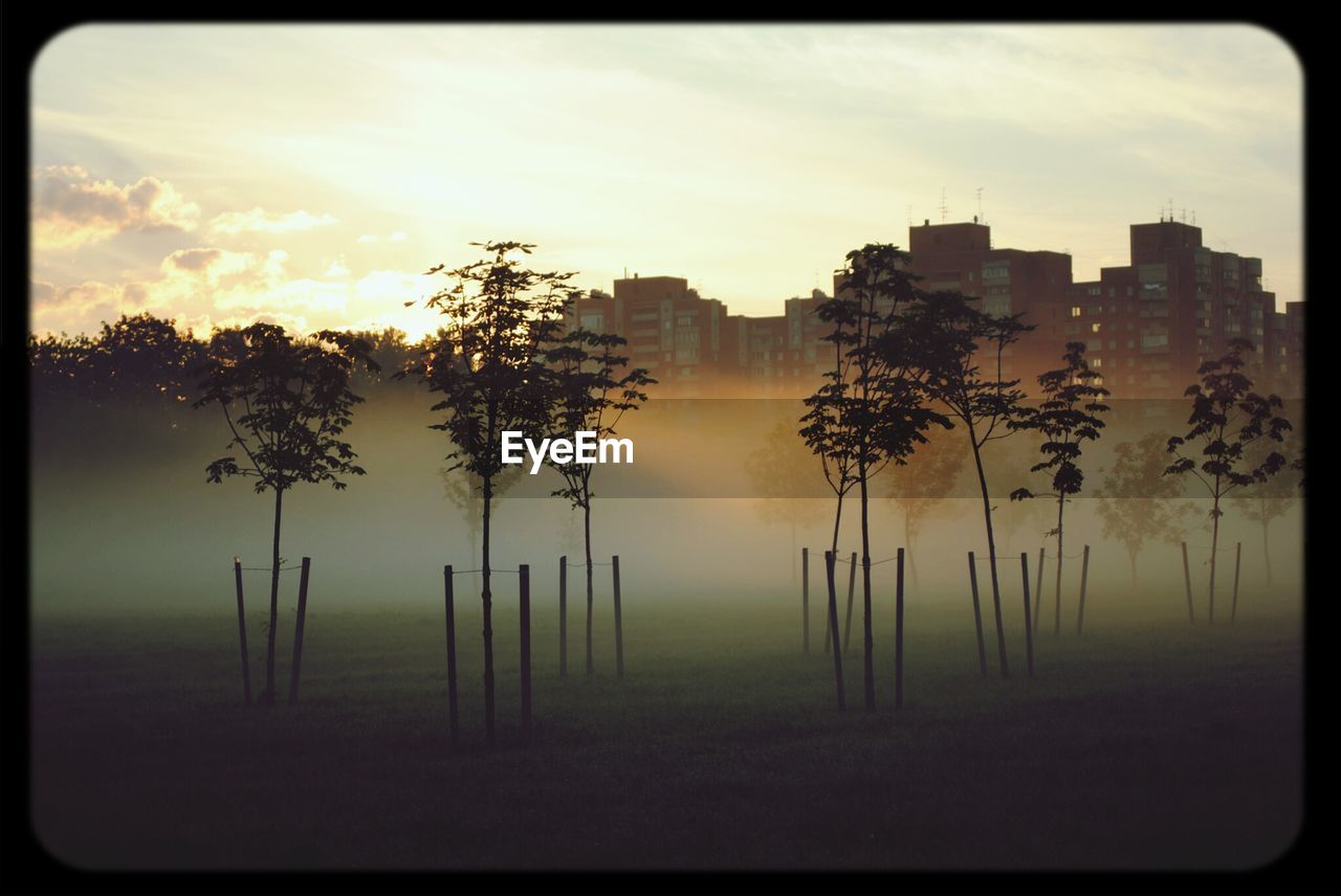 Morning mist in park