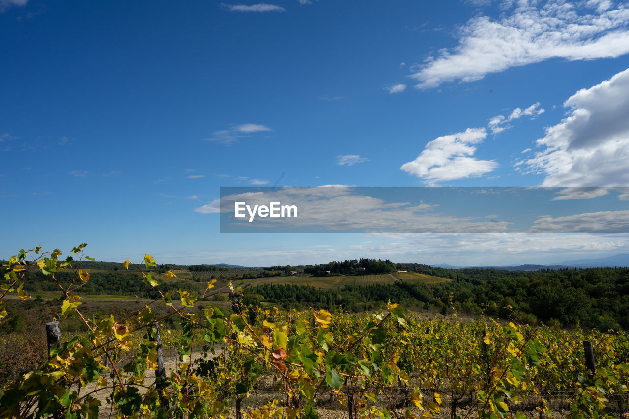 SCENIC VIEW OF FIELD AGAINST CLOUDY SKY