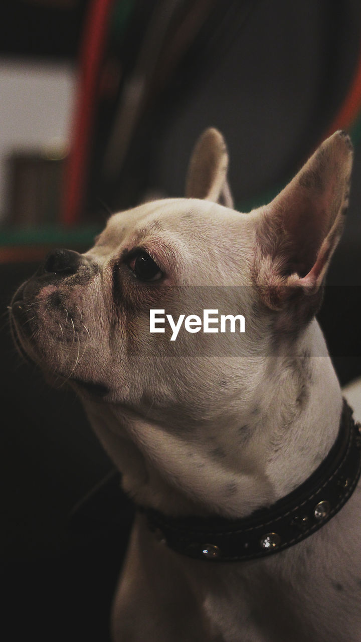 Close-up of a dog looking away at home