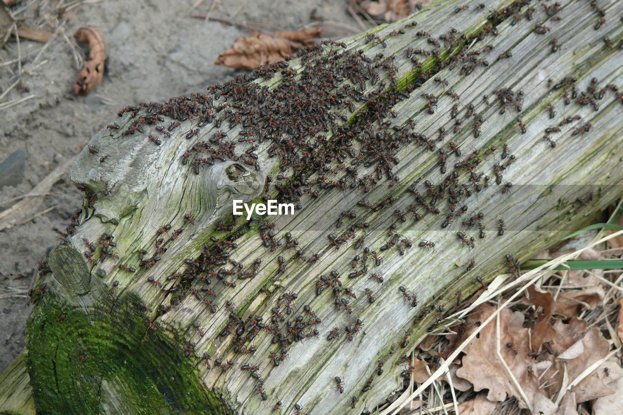 High angle view of ants on log