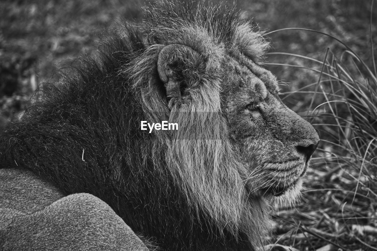 Asian lion in close up. chester zoo, united kingdom.