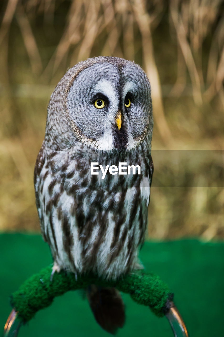 CLOSE-UP PORTRAIT OF OWL PERCHING